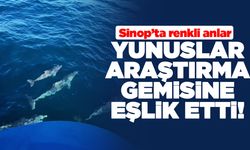 Sinop'ta yunuslar bilimsel araştırma gemisine eşlik etti