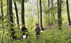 Sinop ormanlarının geleceği için ekipler sahada!