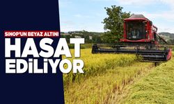 Sinop’un “beyaz altın”ında hasat zamanı