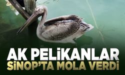 Göçmen pelikanlar Sinop'ta mola verdi