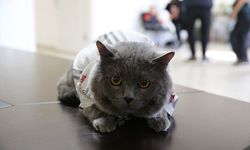 Kedi güzellik yarışması düzenlendi