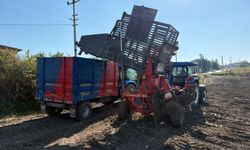 Samsun'da şeker pancarı hasadı