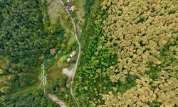 Sinop ormanları sonbahar renklerine bürünüyor