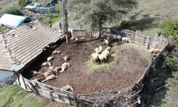 Ağıla giren kurtlar 18 koyunu telef etti