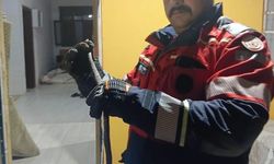Evde görülen yılan itfaiye ekiplerince yakalandı