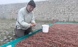 Fındık kurutma mücadelesi devam ediyor