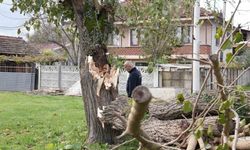 Fırtına birçok ağacı devirdi