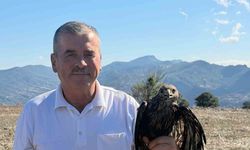 Sıcak asfalta yapışan şahini muhtar kurtardı