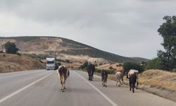 Durağan-Boyabat karayolunda başıboş hayvan alarmı!