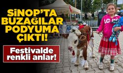 Sinop’ta buzağı güzellik yarışması düzenlendi!