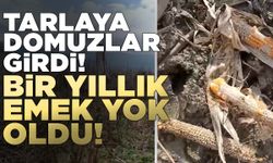 Boyabat’ta yaban domuzları çiftçinin bir yıllık emeğini yok etti