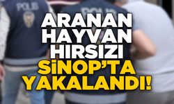 Aranan hayvan hırsızı Sinop’ta yakalandı