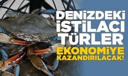 Denizlerdeki istilacı türler ekonomiye kazandırılacak