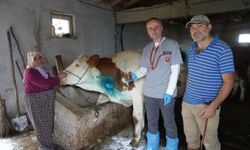 Yemek borusuna armut kaçan inek, ameliyatla kurtarıldı