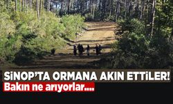 Sinop'ta ormana akın ettiler! Bakın ne arıyorlar...
