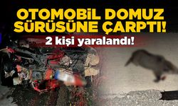 Otomobil domuz sürüsüne çarptı: 2 yaralı var