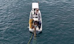 Karadeniz'de palamut bolluğu yüz güldürüyor
