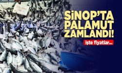 Sinop’ta palamut zamlandı!