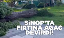 Sinop’ta ağaç devrildi