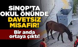 Sinop’ta okul önünde beliren at şaşırttı