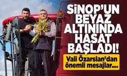 Sinop'ta çeltik tarlalarında hasat mesaisi başladı!