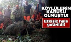 Sinop’ta ürünlere zarar veren domuz etkisiz hale getirildi