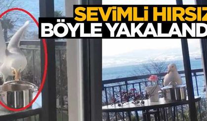 Sevimli hırsız Sinop'ta kameraya yakalandı