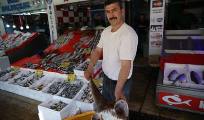 Ordu'da ağlara fener balığı takıldı