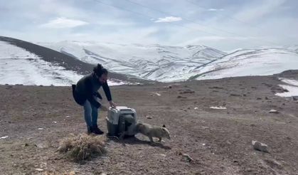 Aracın çarptığı tilki tedavisinin ardından doğaya bırakıldı