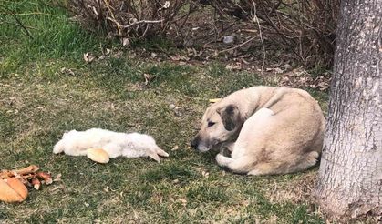 Ölen dostunu yalnız bırakmadı