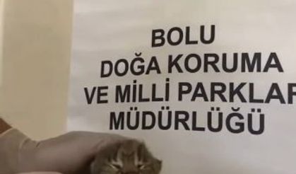 Annesiz bulunan yavru vaşak koruma altında