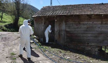 Kahverengi kokarca böceğine ilaçlı önlem
