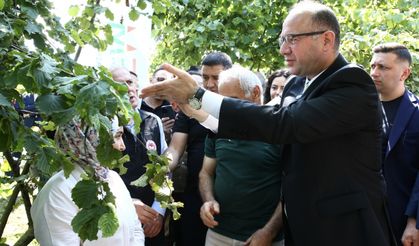 Samuray arıları doğaya salındı