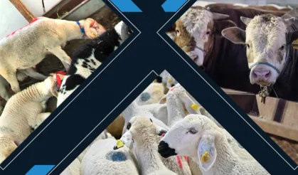 Bakanlık açıkladı: Elde kalan kurbanlıklar ne olacak?