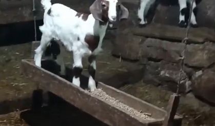 Görenleri gülümsetti: Oğlağın salıncak keyfi böyle kaydedildi