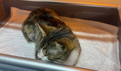 İdrar kesesinde taş bulunan kedi ameliyat edildi