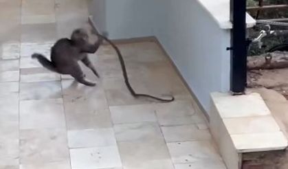Korkusuz kedi yılana kafa tuttu
