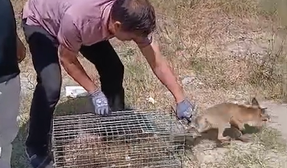 Şehre inen tilki yakalanarak doğaya bırakıldı