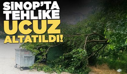 Sinop'ta ağaç dalı devrildi