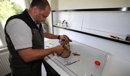 Sinop'ta biyolojik mücadele çalışmalarına yerinde inceleme