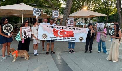 Sinop Hayvan Hakları Platformu: "Sokak canları sahipsiz değildir!"