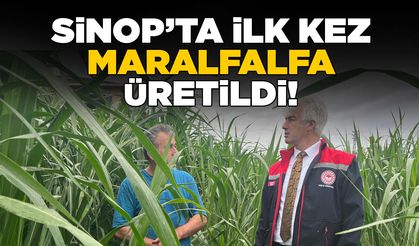 Sinop'ta Maralfalfa üretildi