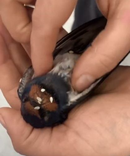 Yaralı kuş kalp masajıyla hayata döndürüldü