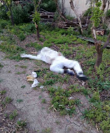 Serçe parmağını arı soktu, hayatını kaybetti