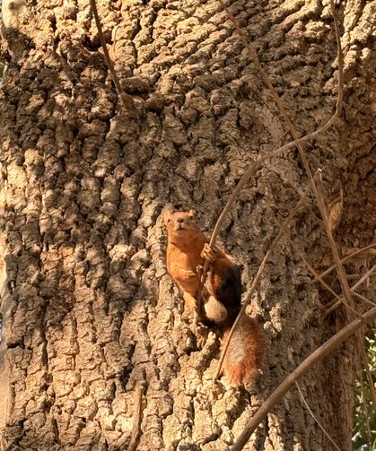 Mesire alanında sincaplar görüntülendi
