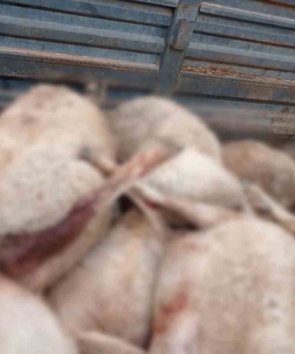 Kurtlar sürüye saldırdı, 30 küçükbaş ile 1 köpek telef oldu