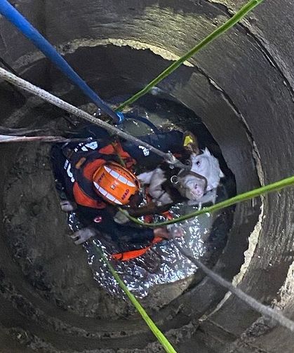 Kuyuya düşen inek operasyonla kurtarıldı