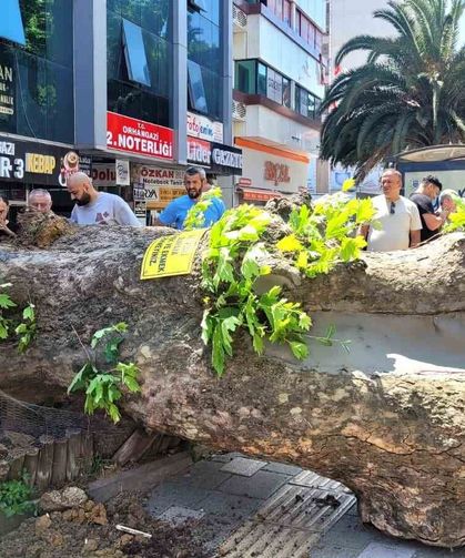 Asırlık çınar ağacı yola devrildi