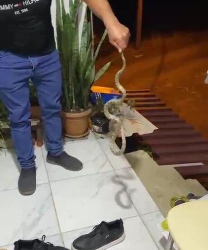 Evine giren yılanı böyle çıkardı