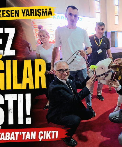 Podyuma Buzağılar Çıktı: Sinop'ta Renkli Yarışma